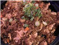 vegetable fried rice